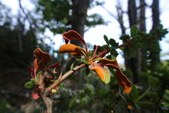 Puccinia magellanica