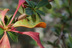 Puccinia magellanica