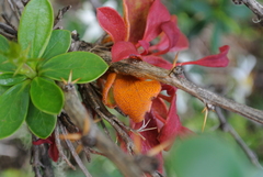 Puccinia magellanica
