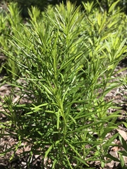 Asclepias verticillata