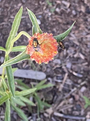Common European Greenbottle Fly