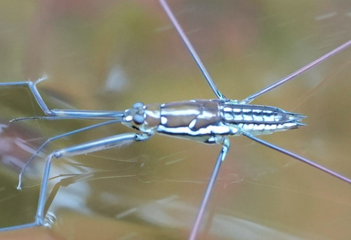 Ptilomera tigrina