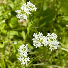 Valerianella umbilicata