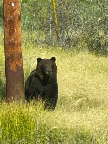 Grizzly Bear sighting near Yukon, YT
