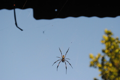 Nephila comorana