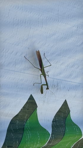 Chinese Mantis