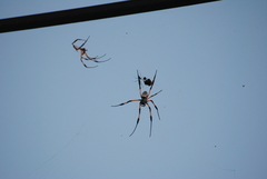 Nephila comorana
