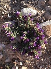 Penstemon thompsoniae