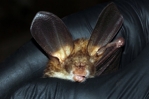 Wood's Slit-faced Bat