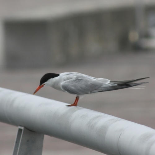 Common Tern observed by danny_kat