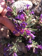 Penstemon thompsoniae