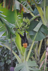 Pteropus seychellensis comorensis