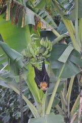 Pteropus seychellensis comorensis