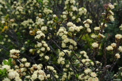Baccharis patagonica