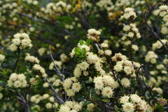 Baccharis patagonica