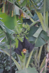 Pteropus seychellensis comorensis