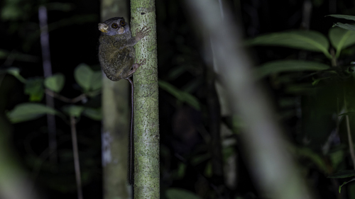 Niemitz's Tarsier