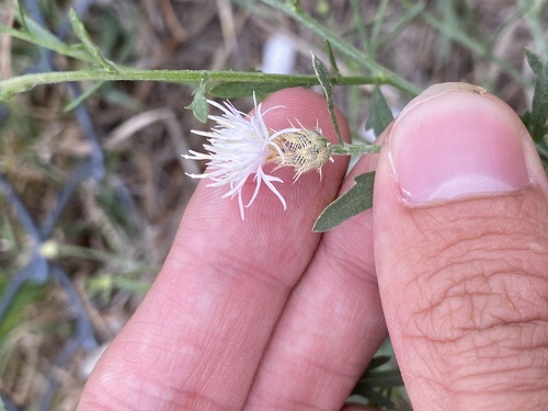 Centaurea diffusa, photograph 6