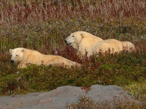 Black Bear sighting near Churchill