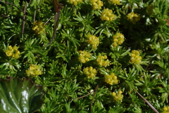 Azorella trifurcata