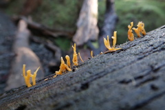 Calocera guepinioides