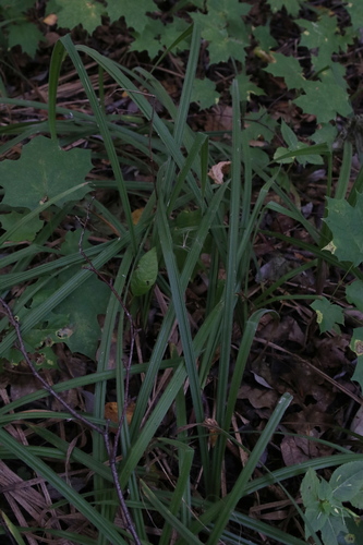 Наблюдение на iNaturalist