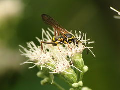 Ceropalinae