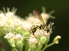 Ceropalinae