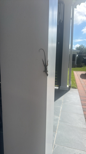 Brown Anole