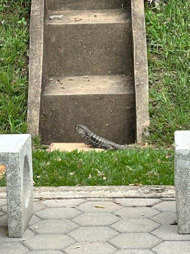 Argentine Black-and-white Tegu