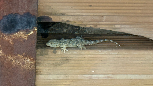 Moorish Gecko
