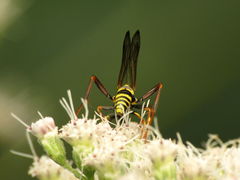 Ceropalinae