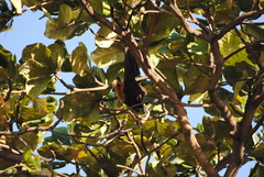 Pteropus seychellensis comorensis
