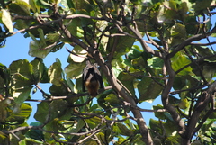 Pteropus seychellensis comorensis