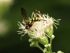 Ceropalinae
