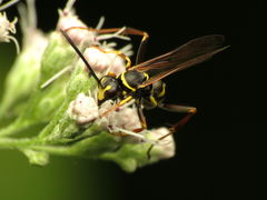 Ceropalinae