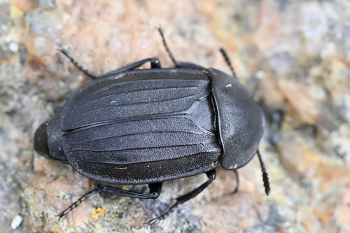 Sad Carrion Beetle