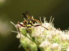Ceropalinae