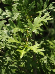 Crataegus pinnatifida
