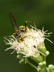 Ceropalinae