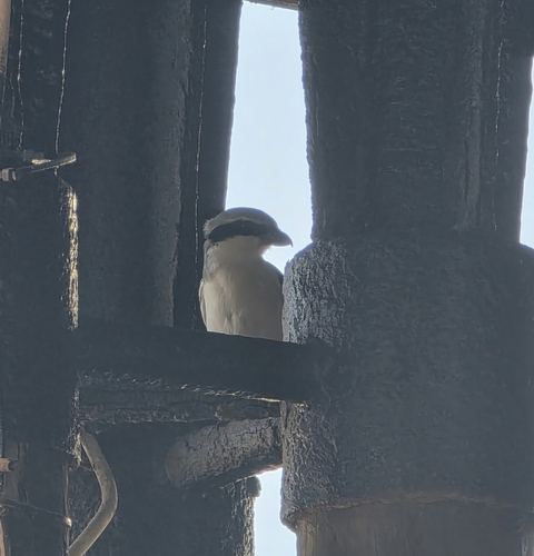 Great Gray Shrike