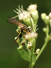Ceropalinae