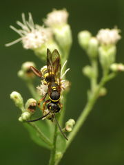 Ceropalinae