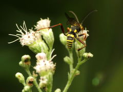 Ceropalinae