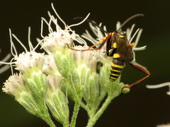 Ceropalinae
