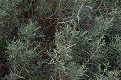 Artemisia nesiotica