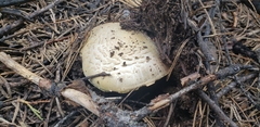Agaricus moronii