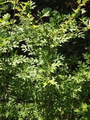 Crataegus pinnatifida