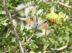 Leptotes marina
