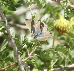 Leptotes marina